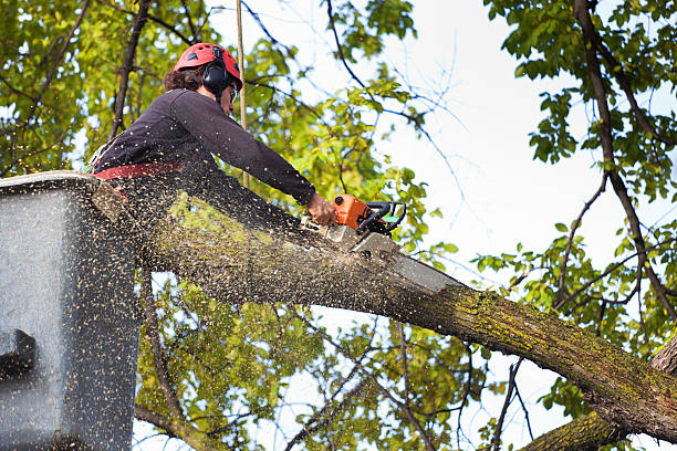 Best Residential Tree Removal  in Mayfield, OH